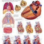 Dreamland The Heart (How My Body Works)