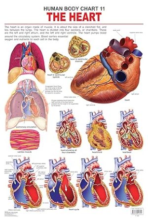 Dreamland The Heart (How My Body Works)