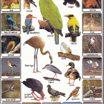 Mighty Minds BIRDS