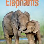 USBORNE  Elephants