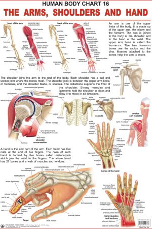 Dreamland The Shoulders, Arms & Hand