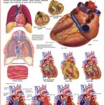 Dreamland The Heart