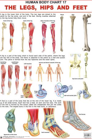 Dreamland The Hips, Legs & Feet