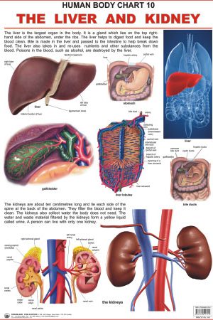 Dreamland The Liver & Kidney