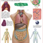 Dreamland The Lymphatic/Immune System