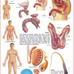 Dreamland The Male Reproductive System