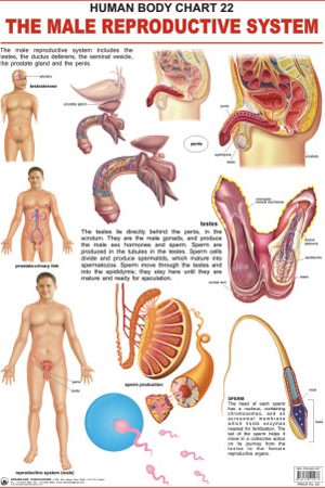 Dreamland The Male Reproductive System