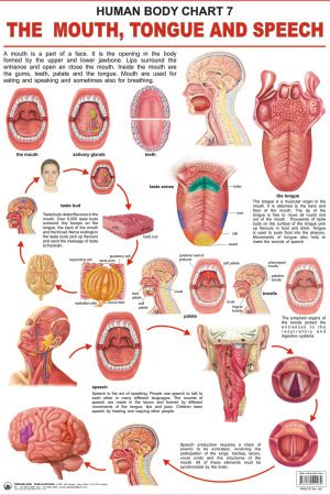 Dreamland The Mouth, Tongue & Speech