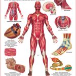 Dreamland The Muscular System