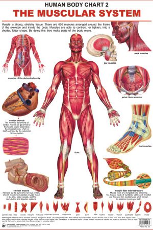 Dreamland The Muscular System