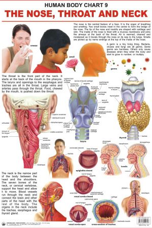 Dreamland The Nose, Throat & Neck