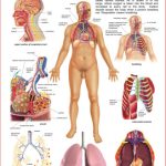 Dreamland The Respiratory System