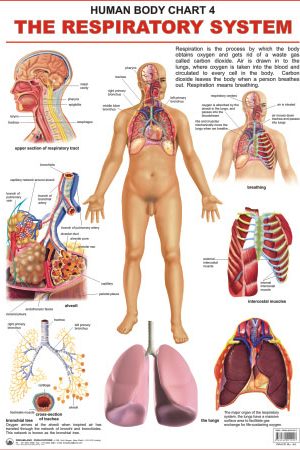 Dreamland The Respiratory System