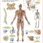 Dreamland The Skeletal System