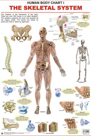 Dreamland The Skeletal System