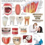 Dreamland The Teeth
