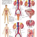 Dreamland The Urinary System