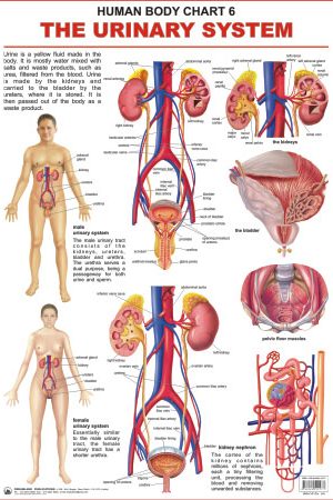 Dreamland The Urinary System