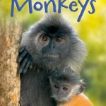 USBORNE  Monkeys