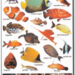 Mighty Minds Marine Fish