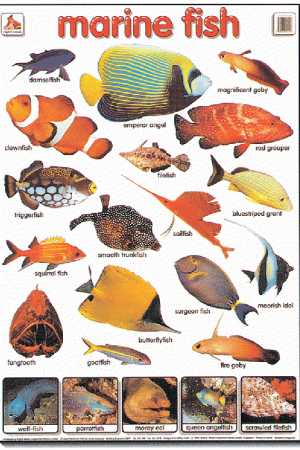 Mighty Minds Marine Fish