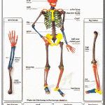 Mighty Minds MY SKELETON