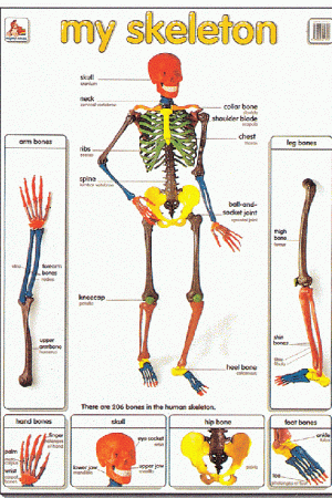 Mighty Minds MY SKELETON