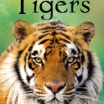 USBORNE  Tigers