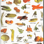 Mighty Minds VEGETABLES