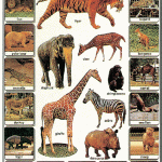 Mighty Minds ZOO ANIMALS