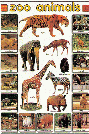 Mighty Minds ZOO ANIMALS