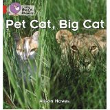 Pet Cat, Big Cat