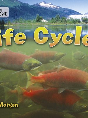 Life Cycles