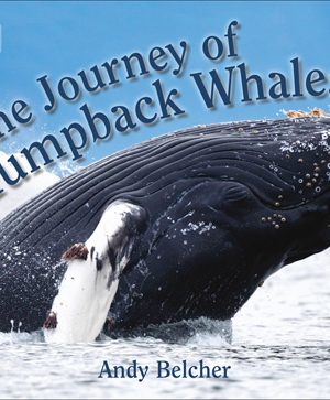 The journey of Humpback Whales