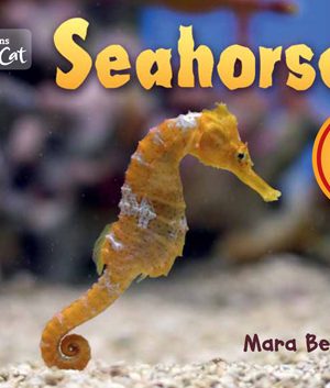 Seahorses