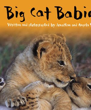Big Cat Big Cat Babies Workbook PB