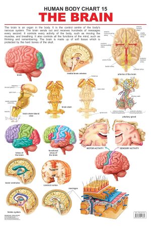 The Brain