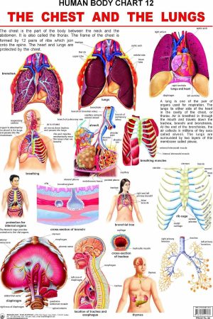 The Chest & the Lungs