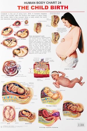 The Child Birth
