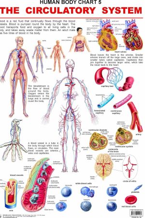 The Circulatory System