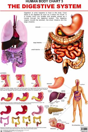 The Digestive System