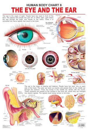 The Eye & the Ear