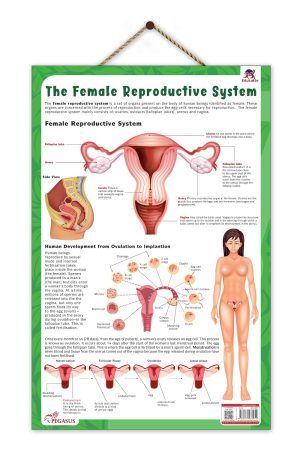 The Female Reproductive System