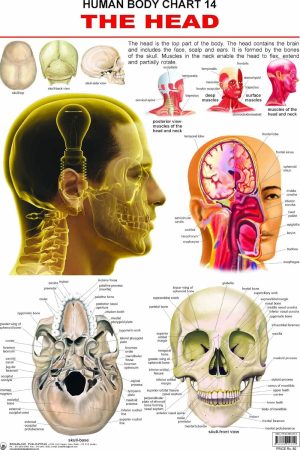 The Head