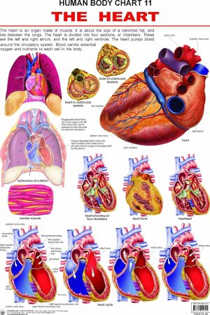 The Heart
