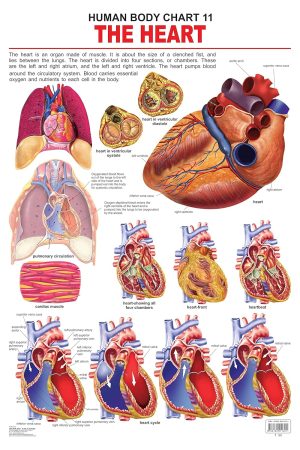 The Heart (How My Body Works)