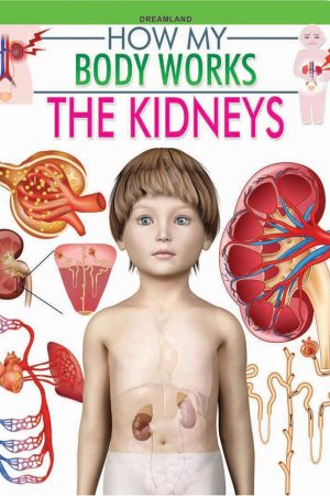 The Kidneys (How My Body Works)