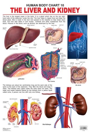 The Liver & Kidney