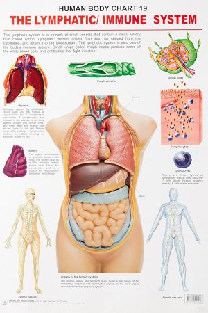 The Lymphatic/Immune System