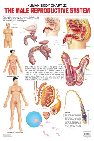 The Male Reproductive System